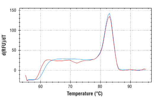 Chromatin Immunoprecipitation Image 1: SimpleChIP<sup>®</sup> Human GYPA Promoter Primers