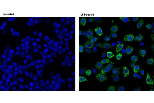 Immunofluorescence Image 1: Cox2 (D5H5) XP<sup>®</sup> Rabbit mAb (BSA and Azide Free)