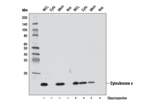 Western Blotting Image 2: Cytochrome c (D18C7) Rabbit Monoclonal Antibody (BSA and Azide Free)