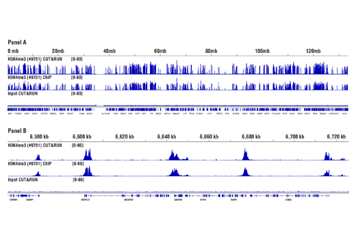 CUT & RUN Image 3: CUT&RUN pAG-MNase and Spike-In DNA