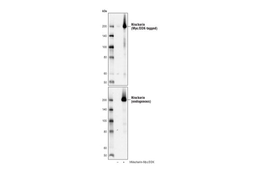 Western Blotting Image 2: Nischarin (D6T4X) Rabbit Monoclonal Antibody