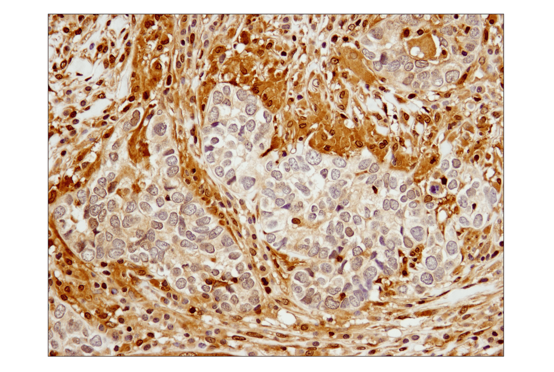 undefined Image 34: Stat Antibody Sampler Kit II