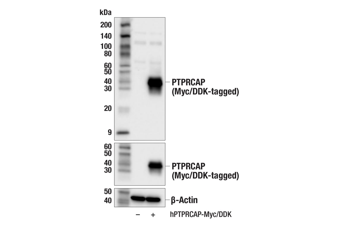Western Blotting Image 2: PTPRCAP (E8E6G) Rabbit Monoclonal Antibody