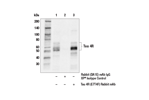 Immunoprecipitation Image 1: Tau 4R (E7T4F) Rabbit Monoclonal Antibody