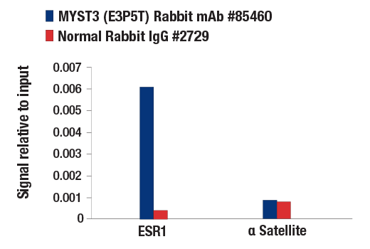 Chromatin Immunoprecipitation Image 1: MYST3 (E3P5T) Rabbit Monoclonal Antibody