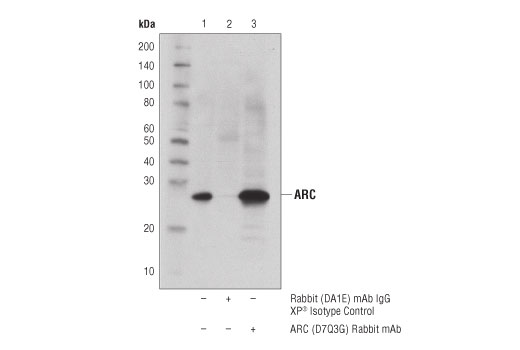 Immunoprecipitation Image 1: ARC (D7Q3G) Rabbit Monoclonal Antibody