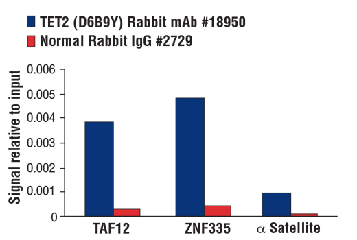 Chromatin Immunoprecipitation Image 1: TET2 (D6B9Y) Rabbit Monoclonal Antibody