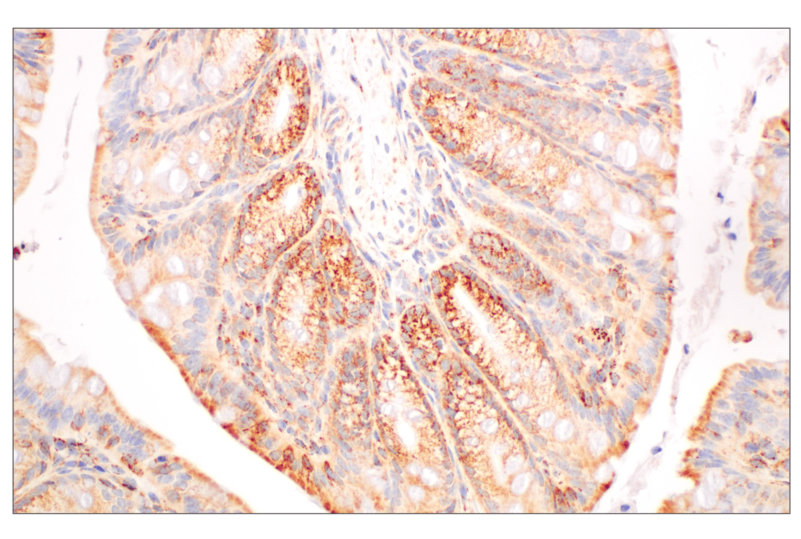 Immunohistochemistry Image 10: GOT2 (F4P3R) Rabbit Monoclonal Antibody (BSA and Azide Free)