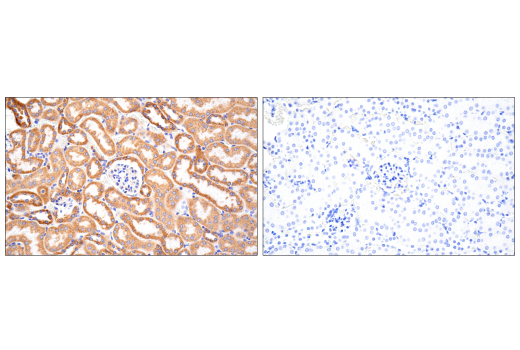 Immunohistochemistry Image 4: MAVS (E8Z7M) Rabbit Monoclonal Antibody (BSA and Azide Free)
