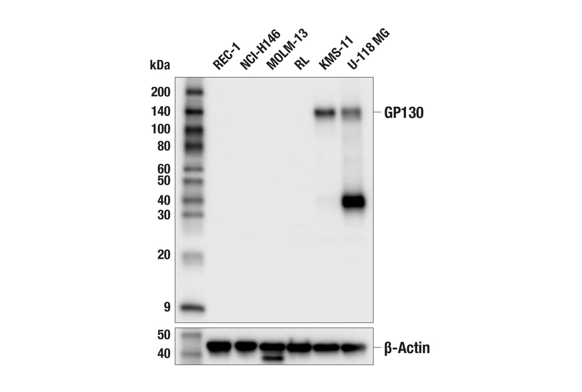 Western Blotting Image 1: GP130 (E1D7K) Rabbit mAb