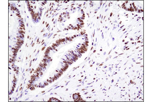 Immunohistochemistry Image 2: Acetyl-Histone H4 (Lys5) (D12B3) Rabbit Monoclonal Antibody