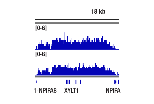 Chromatin Immunoprecipitation Image 1: Di-Methyl-Histone H3 (Lys9) (D85B4) Rabbit Monoclonal Antibody