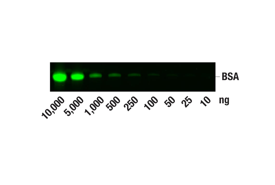 undefined Image 2: TurboBlue Protein Gel Stain