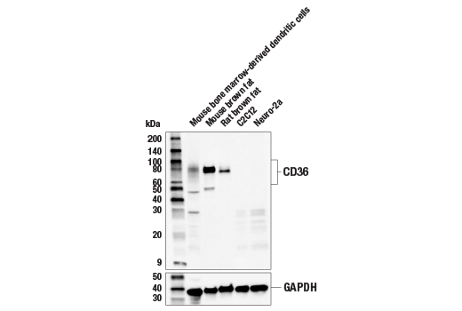 Western Blotting Image 1: CD36 Antibody