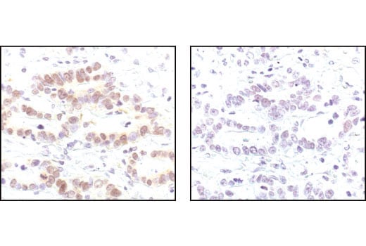 Immunohistochemistry Image 4: Myt1 Antibody