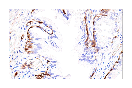 Immunohistochemistry Image 5: Connexin 43 (E7N2R) XP<sup>®</sup> Rabbit mAb (BSA and Azide Free)