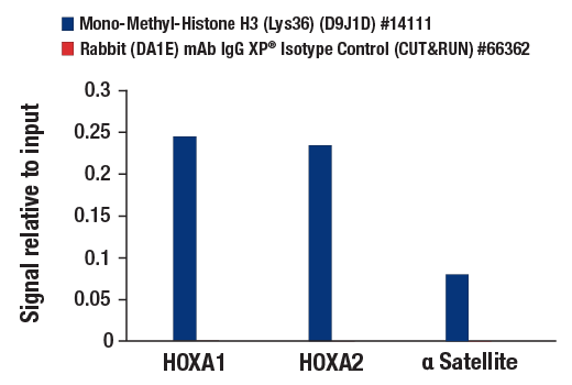 CUT & RUN Image 3: Mono-Methyl-Histone H3 (Lys36) (D9J1D) Rabbit Monoclonal Antibody