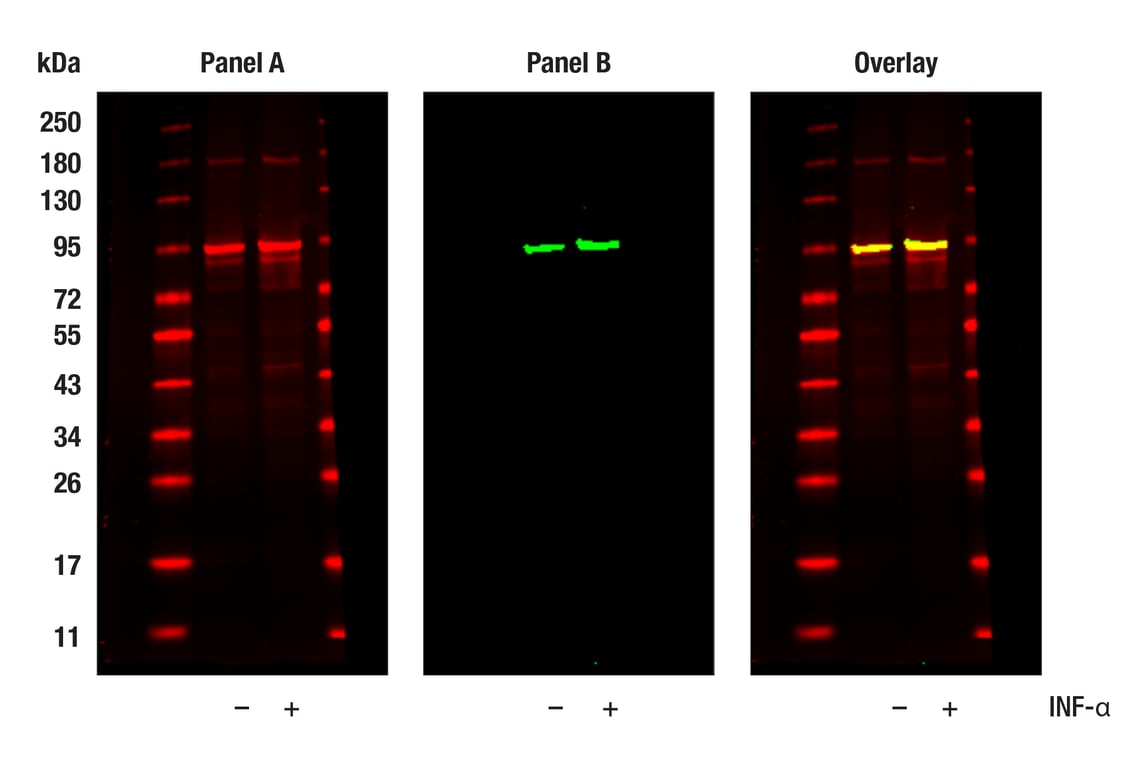 Phospho-Stat3 (Ser727) (D8C2Z) Rabbit Monoclonal Antibody | Cell