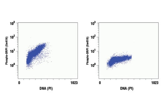 Flow Cytometry Image 1: Phospho-DRP1 (Ser616) (D9A1) Rabbit Monoclonal Antibody