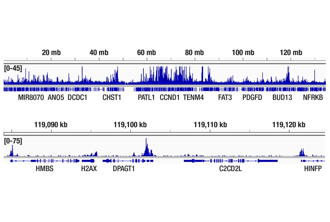 まとめ　c45 e96 Stalled translation by mitochondrial stress upregulates a