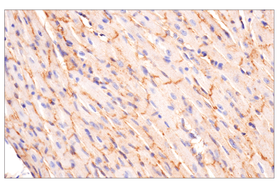 undefined Image 35: Mouse Reactive Exosome Marker Antibody Sampler Kit
