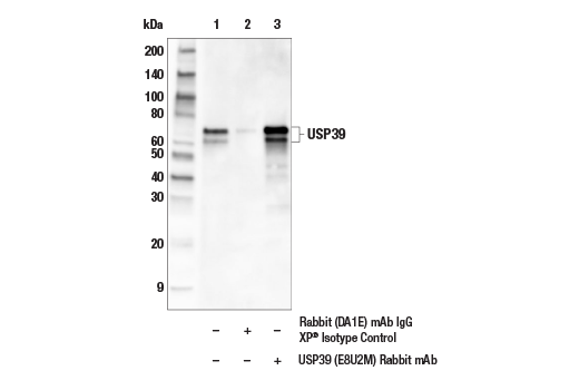 Immunoprecipitation Image 1: USP39 (E8U2M) Rabbit Monoclonal Antibody
