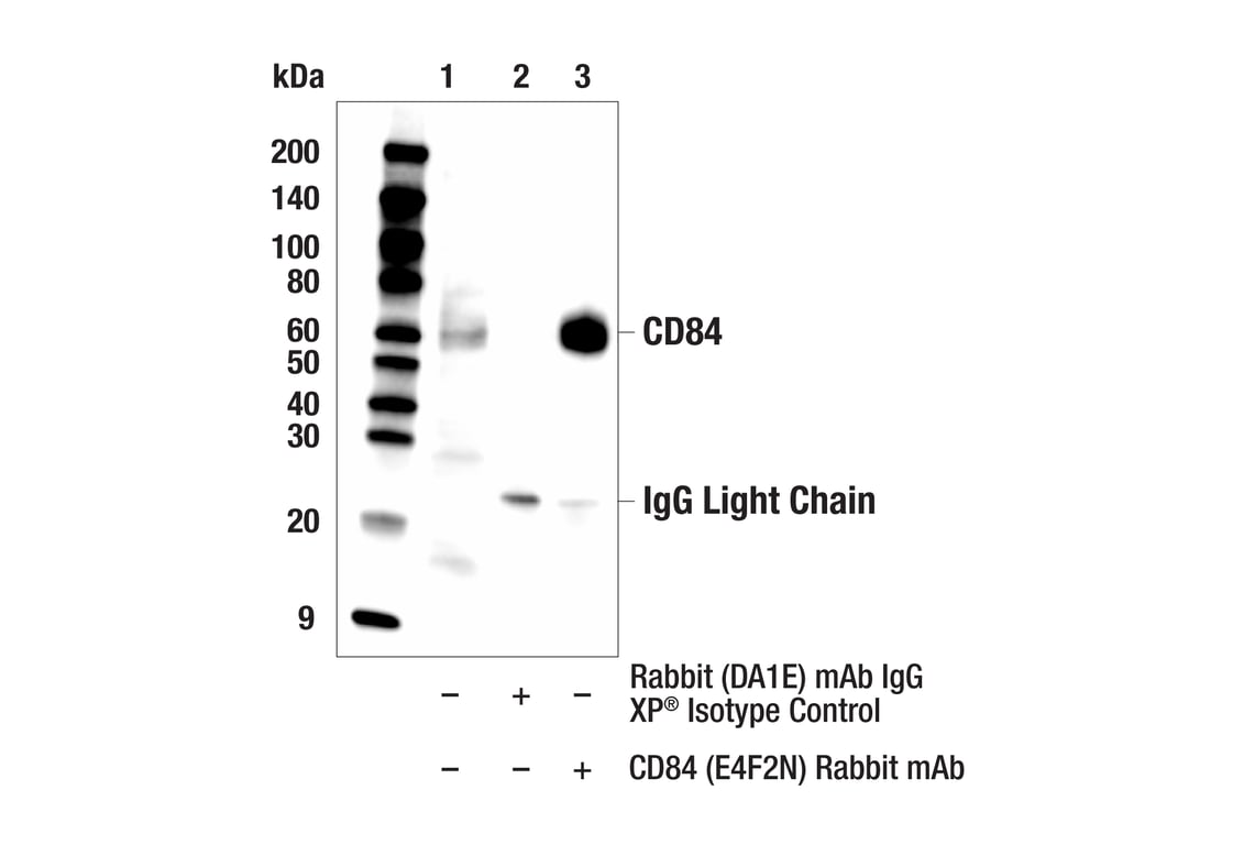 Immunoprecipitation Image 1: CD84 (E4F2N) Rabbit Monoclonal Antibody