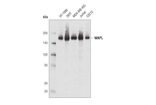 Western Blotting Image 2: WAPL (D9J1U) Rabbit Monoclonal Antibody