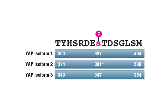 undefined Image 7: PhosphoPlus<sup>®</sup> YAP (Ser397) Antibody Duet