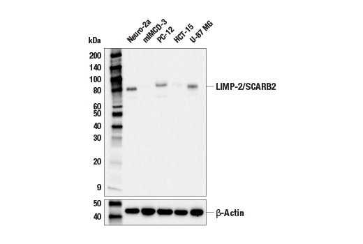 Western Blotting Image 2: LIMP-2/SCARB2 (E2Z5F) Rabbit Monoclonal Antibody (BSA and Azide Free)