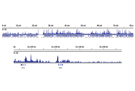 Chromatin Immunoprecipitation Image 2: T-bet/TBX21 (D6N8B) Rabbit Monoclonal Antibody