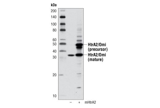 Western Blotting Image 2: HtrA2/Omi (D20A5) Rabbit Monoclonal Antibody