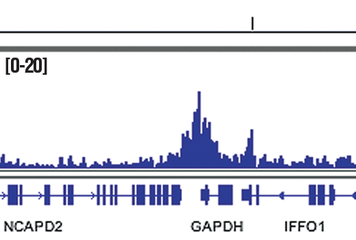 Chromatin Immunoprecipitation Image 1: Acetyl-Histone H3 (Lys27) (D5E4) Rabbit Monoclonal Antibody