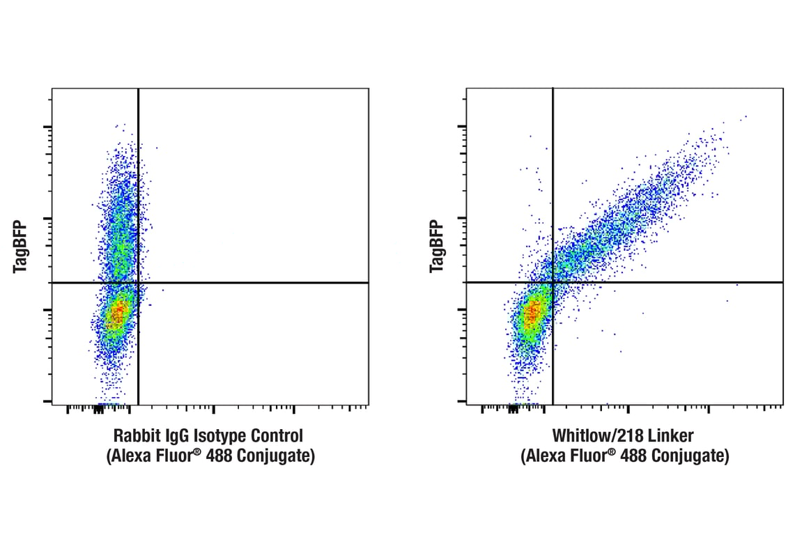 Flow Cytometry Image 1: Whitlow/218 Linker (E3U7Q) Rabbit Monoclonal Antibody (Alexa Fluor<sup>®</sup> 488 Conjugate)