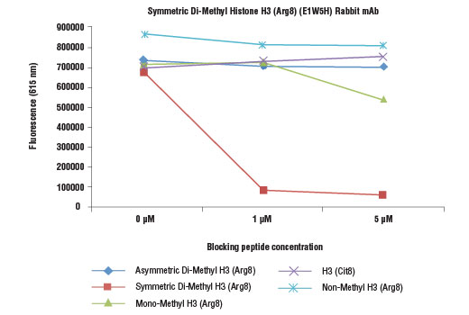 undefined Image 1: Symmetric Di-Methyl Histone H3 (Arg8) (E1W5H) Rabbit Monoclonal Antibody