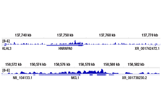 Chromatin Immunoprecipitation Image 2: p300 (E8S2V) Rabbit Monoclonal Antibody