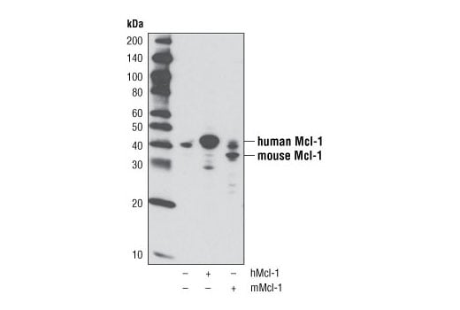 undefined Image 10: Pro-Survival Bcl-2 Family Antibody Sampler Kit