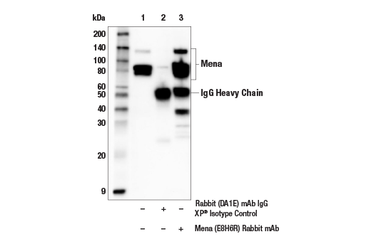 Immunoprecipitation Image 1: Mena (E8H6R) Rabbit Monoclonal Antibody