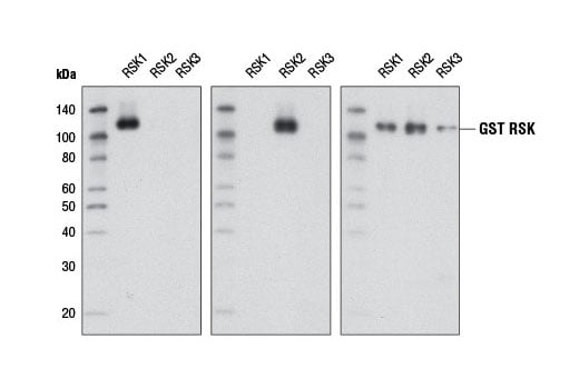 Western Blotting Image 2: RSK2 (D21B2) Rabbit Monoclonal Antibody (BSA and Azide Free)