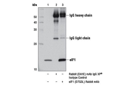 Immunoprecipitation Image 1: eIF1 (D7G3L) Rabbit Monoclonal Antibody