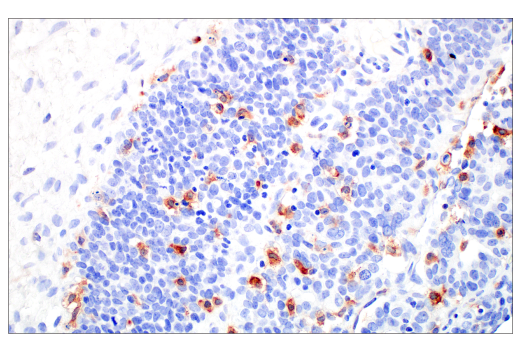 Immunohistochemistry Image 8: Siglec-10 (E1D7S) Rabbit Monoclonal Antibody (BSA and Azide Free)