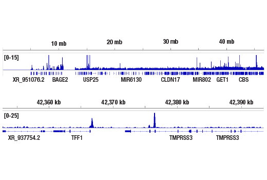 Chromatin Immunoprecipitation Image 2: SMARCD1/BAF60A (E7W9W) Rabbit Monoclonal Antibody