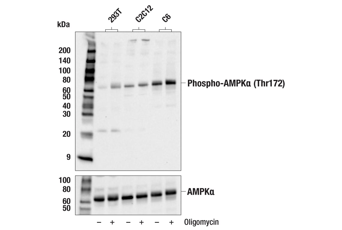 Western Blotting Image 2: Phospho-AMPK alpha (Thr172) Antibody