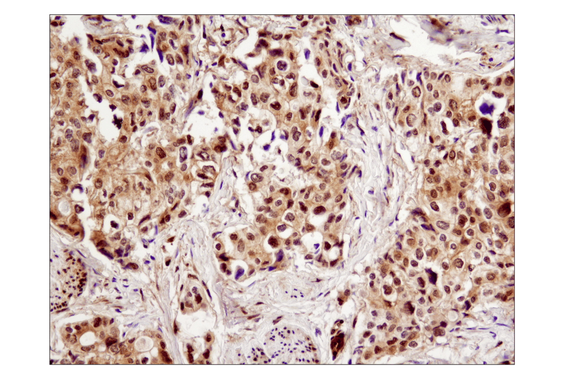 Immunohistochemistry Image 1: YAP (1A12) Mouse Monoclonal Antibody (BSA and Azide Free)