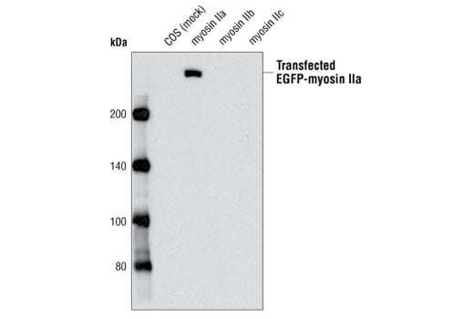 Western Blotting Image 2: Myosin IIa Antibody