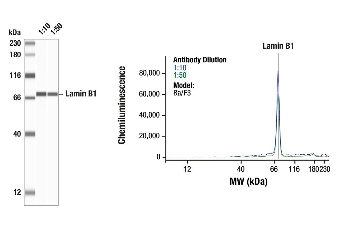 Western Blotting Image 1: Lamin B1 (D4Q4Z) Rabbit Monoclonal Antibody