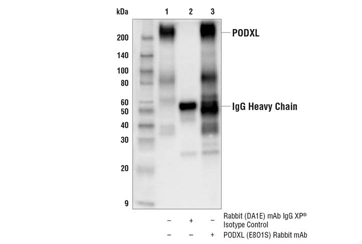 Immunoprecipitation Image 1: PODXL (E8O1S) Rabbit Monoclonal Antibody
