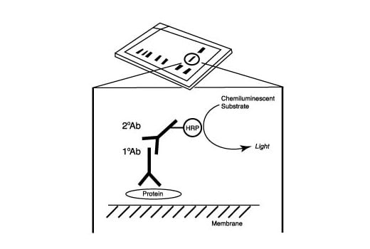 undefined Image 4: ER-phagy Cargo Receptor Antibody Sampler Kit