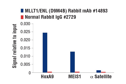 Chromatin Immunoprecipitation Image 3: MLLT1/ENL (D9M4B) Rabbit Monoclonal Antibody