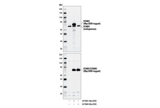 Western Blotting Image 2: STAM1 Antibody